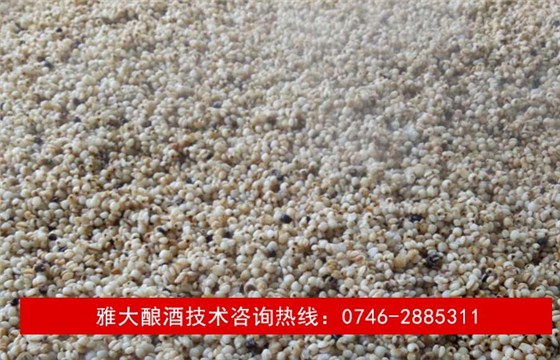 【釀酒技術】薏米酒&mdash;蒸薏米