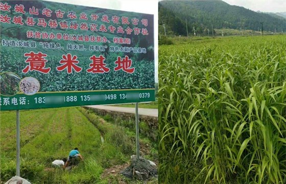 雅大白酒生產(chǎn)設備客戶&mdash;&mdash;薏米酒生產(chǎn)基地