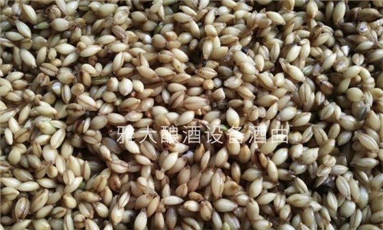 20-青稞保健酒怎么做？釀酒設(shè)備廠家分享青稞保健酒制作方法！ (2)