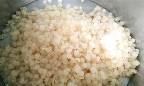 純實操！雅大大型釀酒設(shè)備釀酒師教泰國華裔制作龍眼酒-04