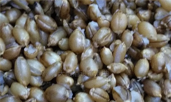 雅大邀您到酒廠用白酒蒸酒設(shè)備實(shí)操釀青稞酒，青稞酒實(shí)操教學(xué)！-04-青稞釀酒開花