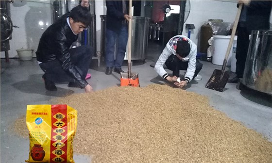 雅大邀您到酒廠用白酒蒸酒設(shè)備實(shí)操釀青稞酒，青稞酒實(shí)操教學(xué)！-05-青稞釀酒-酒曲
