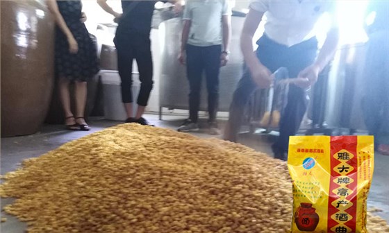 2019用小型酒廠釀酒設(shè)備開酒廠，需要做好哪些準備？-06-玉米釀酒下酒曲2