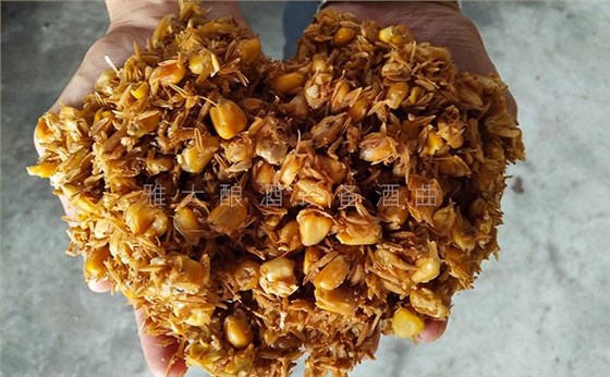 8.28玉米發(fā)酵完成后，玉米粒中無淀粉