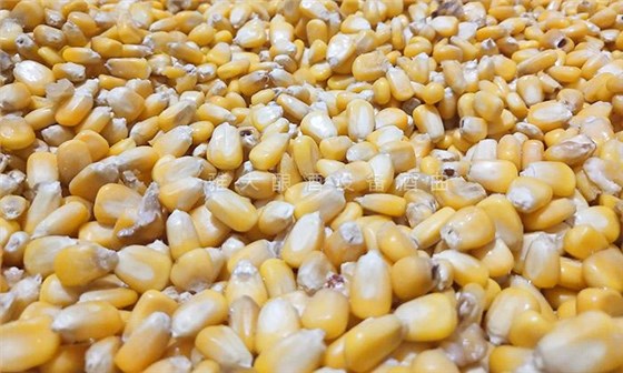 挑選新鮮、無霉變、無雜質(zhì)的玉米為原料
