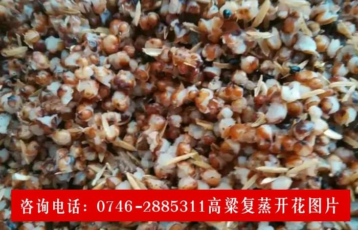 雅大客戶高粱復(fù)蒸開(kāi)花圖片