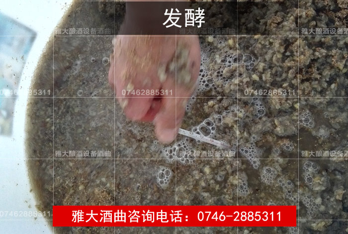 雅大白酒生產(chǎn)設(shè)備葛根酒制作方法&mdash;&mdash;入缸發(fā)酵， 測量溫度