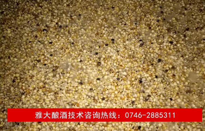 【釀酒技術(shù)】薏米酒&mdash;酒醅