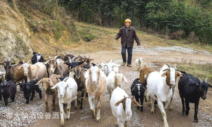 20-酒糟喂羊固態(tài)酒糟好還是液態(tài)酒糟好？1