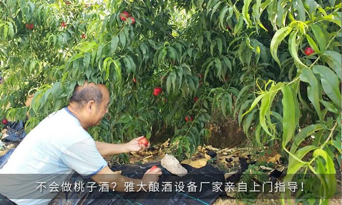 不會(huì)做桃子酒？雅大釀酒設(shè)備廠家親自上門指導(dǎo)！