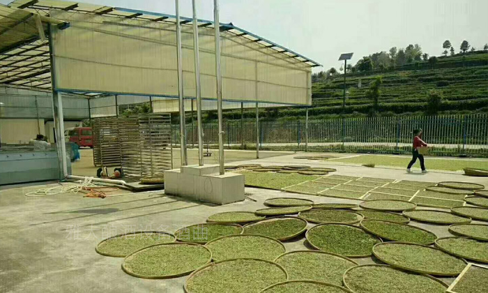 考察雅大釀酒設(shè)備，茶葉釀酒技術(shù)：01
