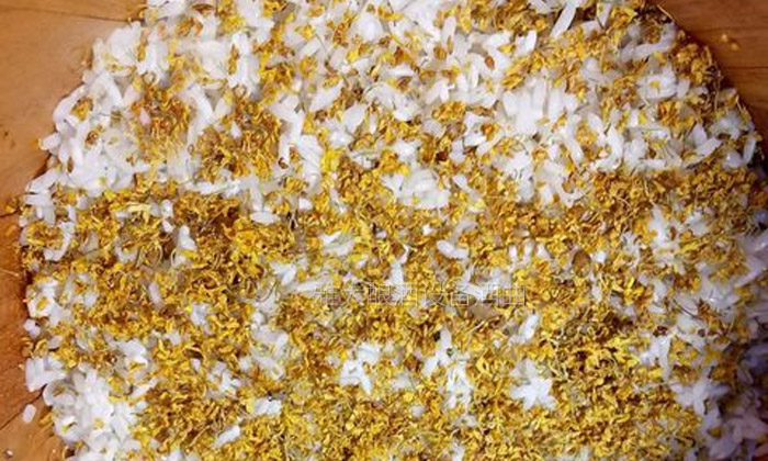 大型釀酒設(shè)備制作桂花糯米甜酒釀的方法，用干桂花也可以做！-04