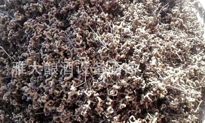 民間用小型白酒釀酒設(shè)備釀了40年的拐棗釀酒經(jīng)驗(yàn)，步驟都告訴你！-03