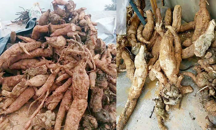 楊醫(yī)生用釀酒新設(shè)備做保健酒4年，維葛酒熱銷全國的秘密！-02葛根