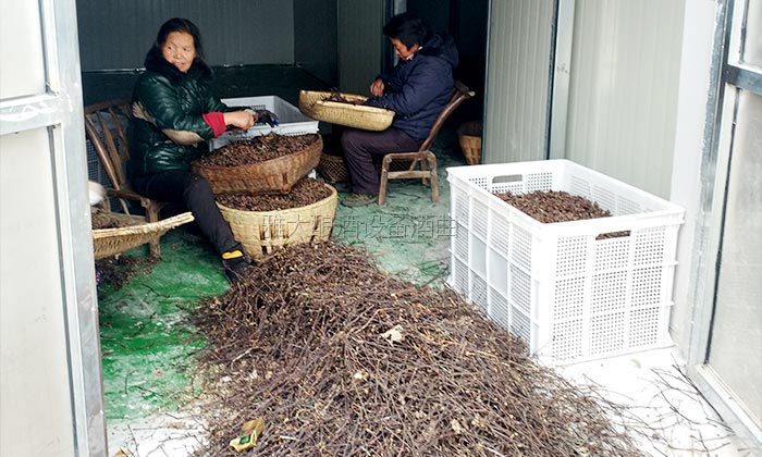 40噸拐棗急需發(fā)酵怎么辦？雅大電加熱釀酒設(shè)備蔣老師上門指導(dǎo)！-03