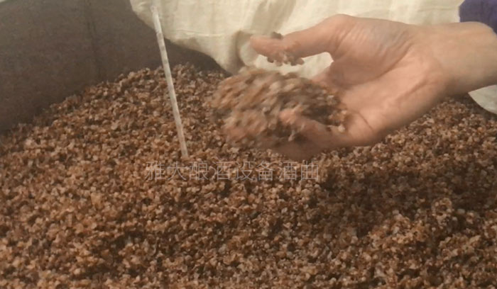 用熟料釀酒設(shè)備釀固態(tài)酒，真能通過黃水的味道判斷發(fā)酵情況？-03-高粱發(fā)酵5