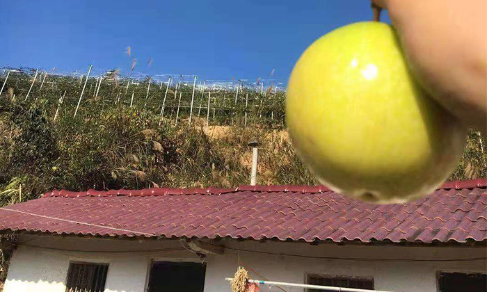 滯銷，長相難看的百香果，用蒸汽釀酒設(shè)備做酒再也不爛！-09