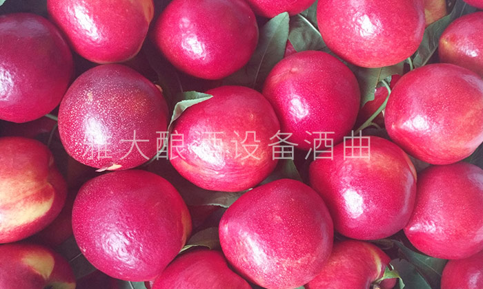 28-不會做桃子酒？雅大釀酒設(shè)備廠家親自上門指導(dǎo)！5