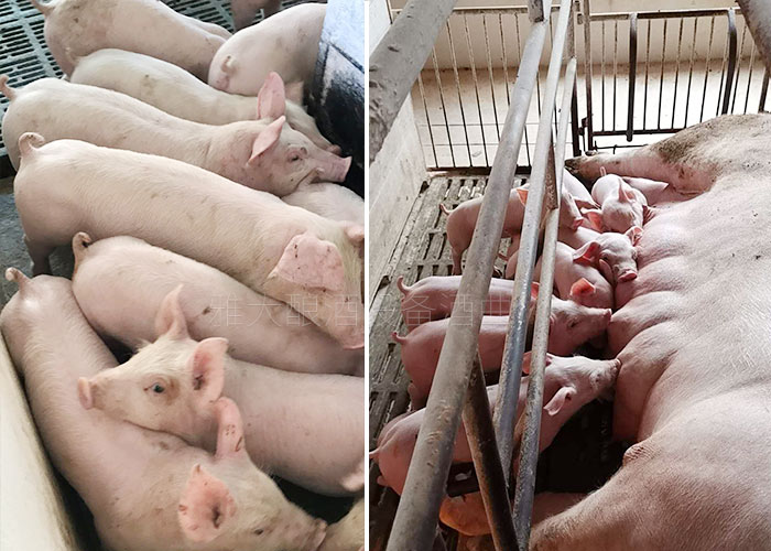 豬吃了酒糟糖化飼料長膘快、肉質(zhì)更鮮美
