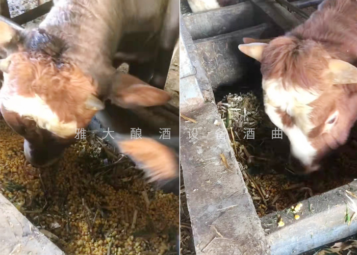 12.18致富新模式，用烤酒設(shè)備蒸酒后的酒糟飼養(yǎng)肉牛成本低，效益高-養(yǎng)牛